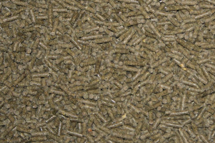 Guinea pig pellets